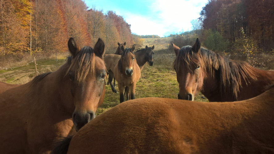 4-hutsul-horses-in-the-carpathians-photo-miroslava-golovach.jpg